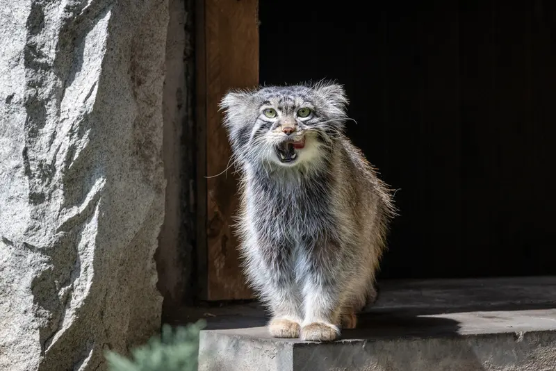モスクワ動物園のティモフェイの写真
