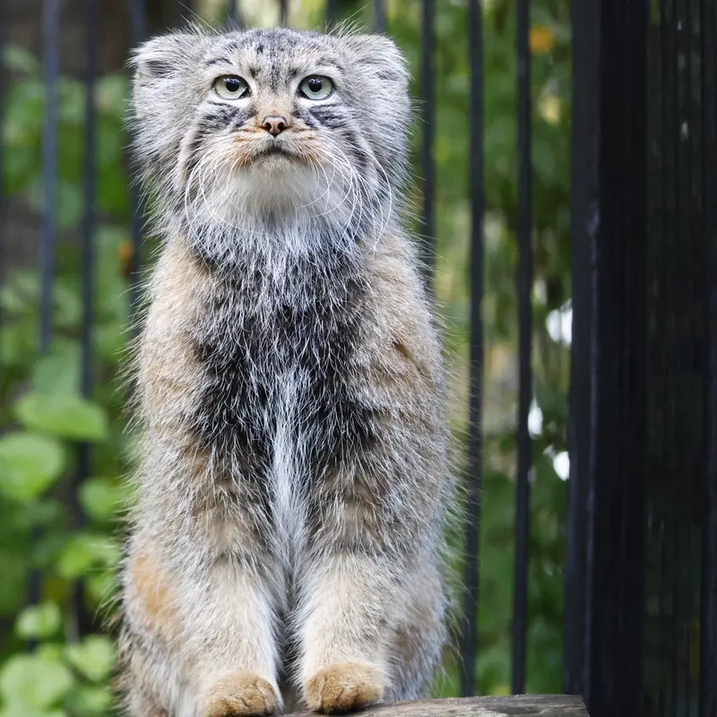 ノヴォシビルスク動物園のガビの写真