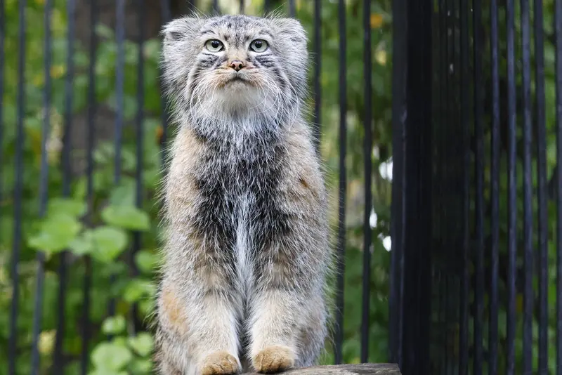 ノヴォシビルスク動物園のガビの写真