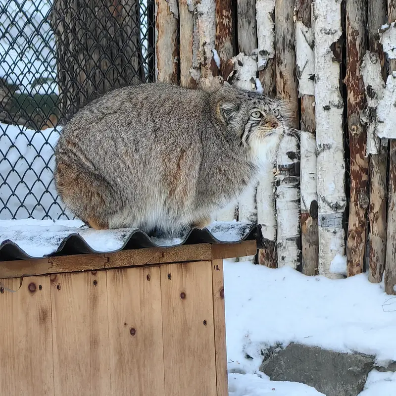 ノヴォシビルスク動物園のイヴの写真