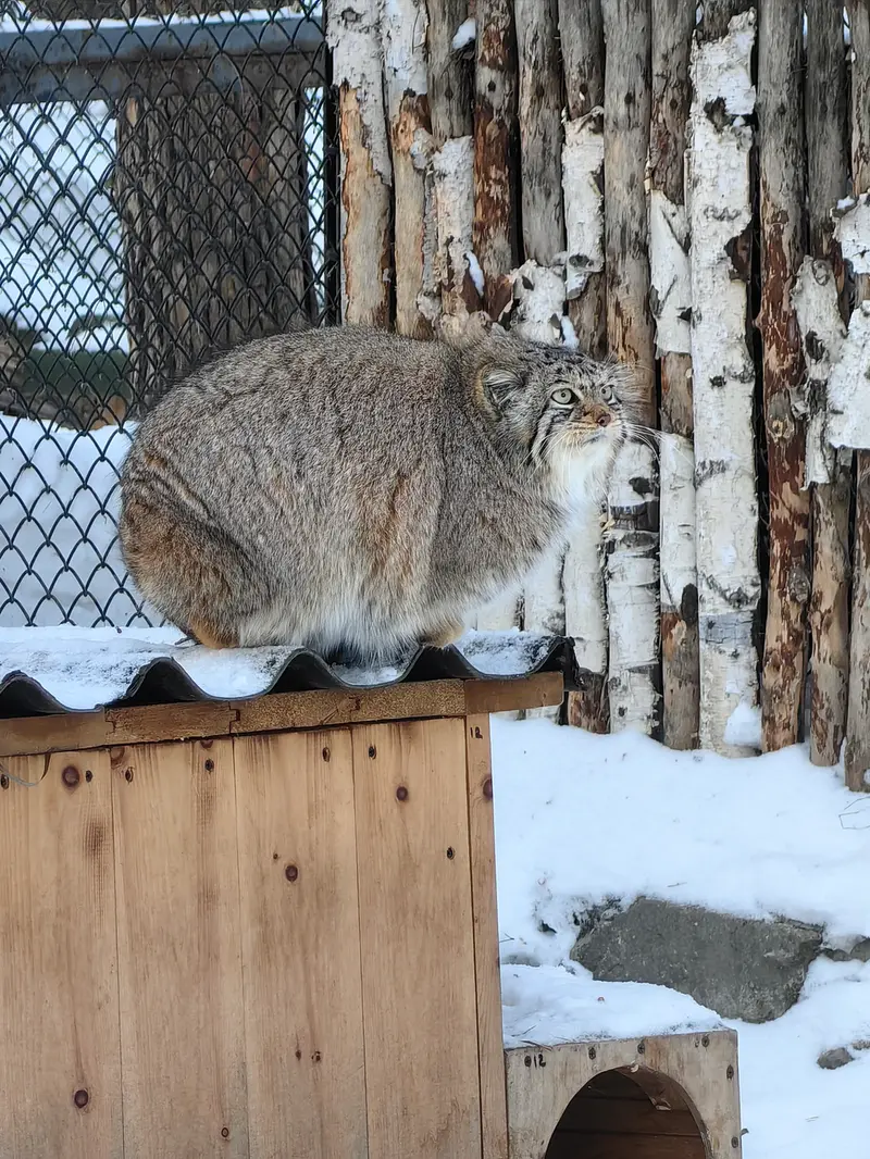 ノヴォシビルスク動物園のイヴの写真