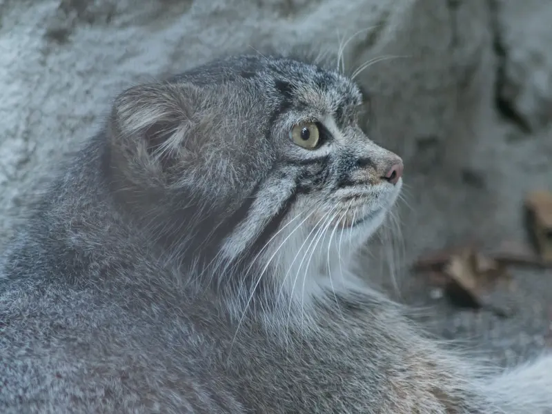 野毛山動物園のフィーガの写真