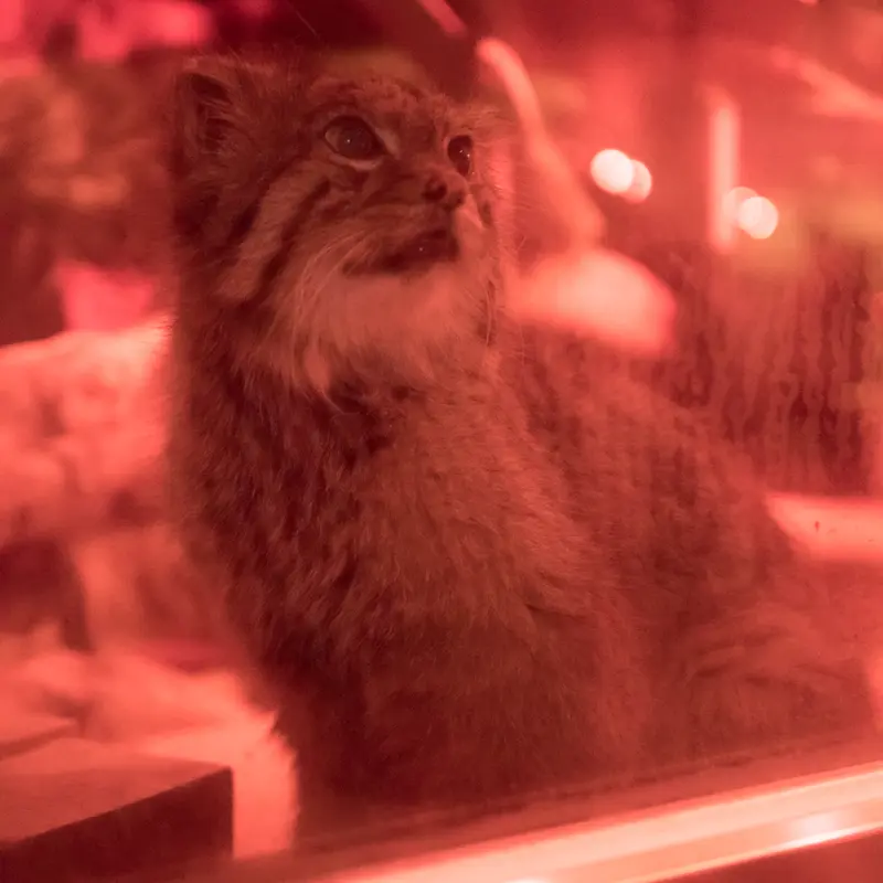 恩賜上野動物園のナイマの写真