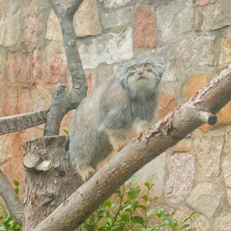 エディンバラ動物園のダッチェスの写真