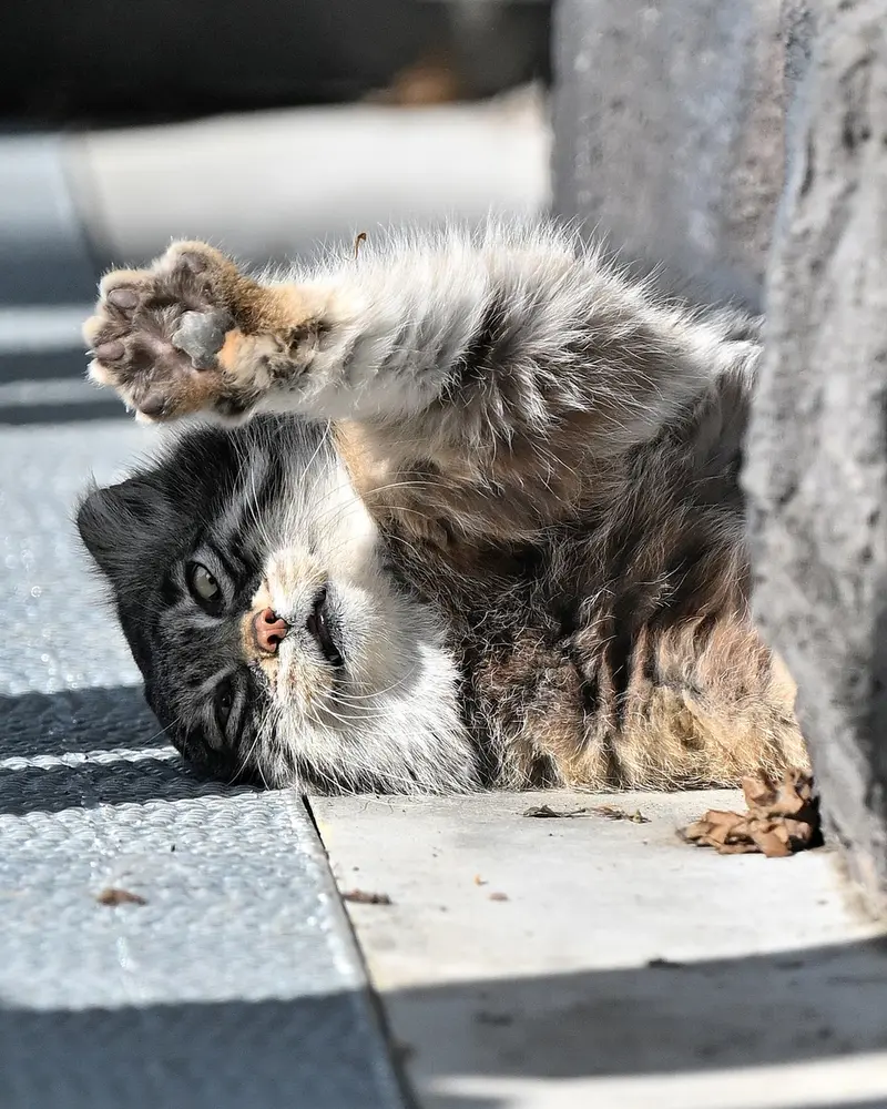 旭山動物園のグルーシャの写真