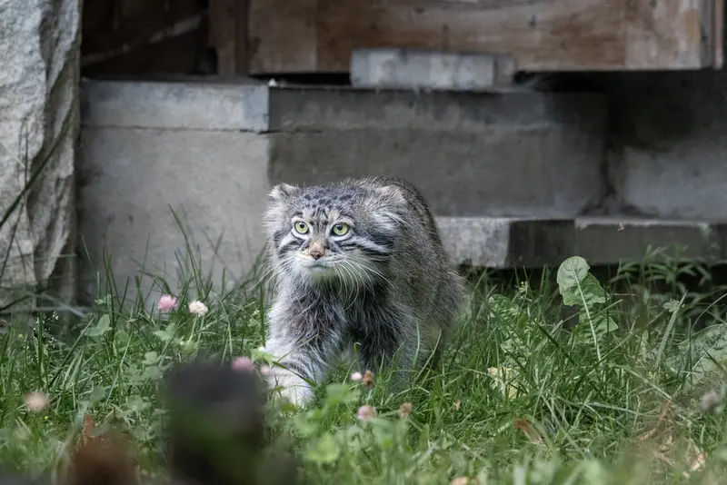 モスクワ動物園のティモフェイの写真