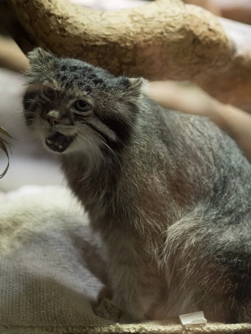 恩賜上野動物園のクリョンの写真