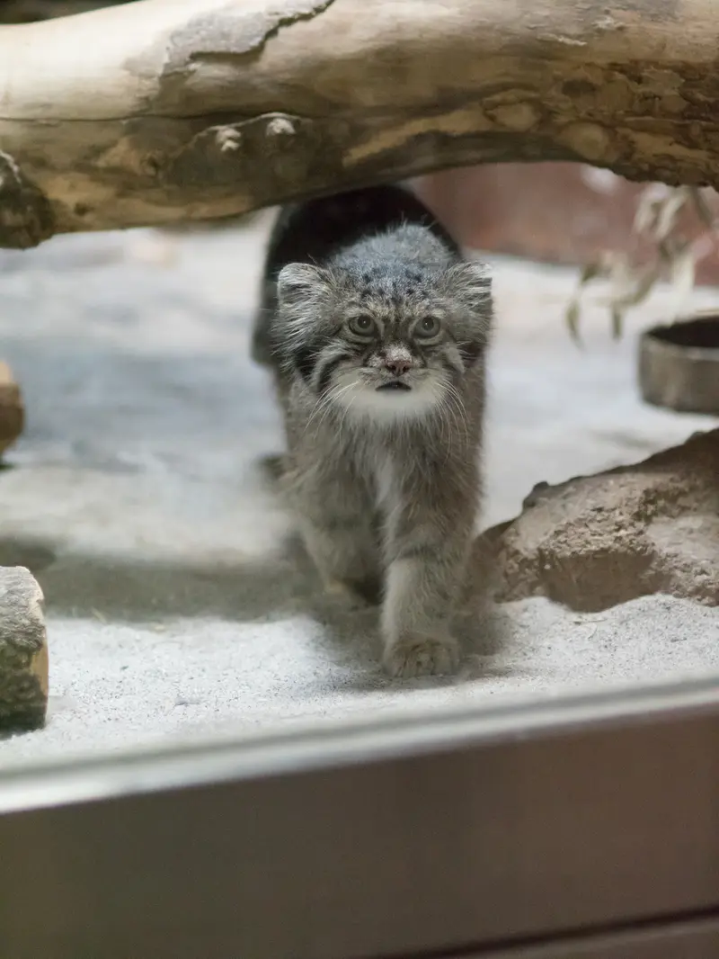 恩賜上野動物園のクリョンの写真