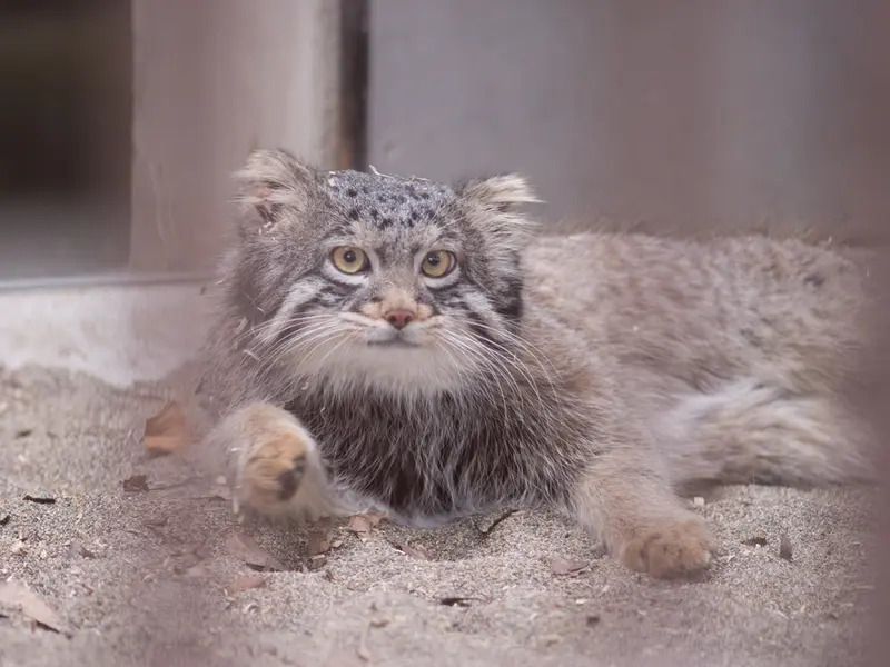 野毛山動物園のフィーガの写真