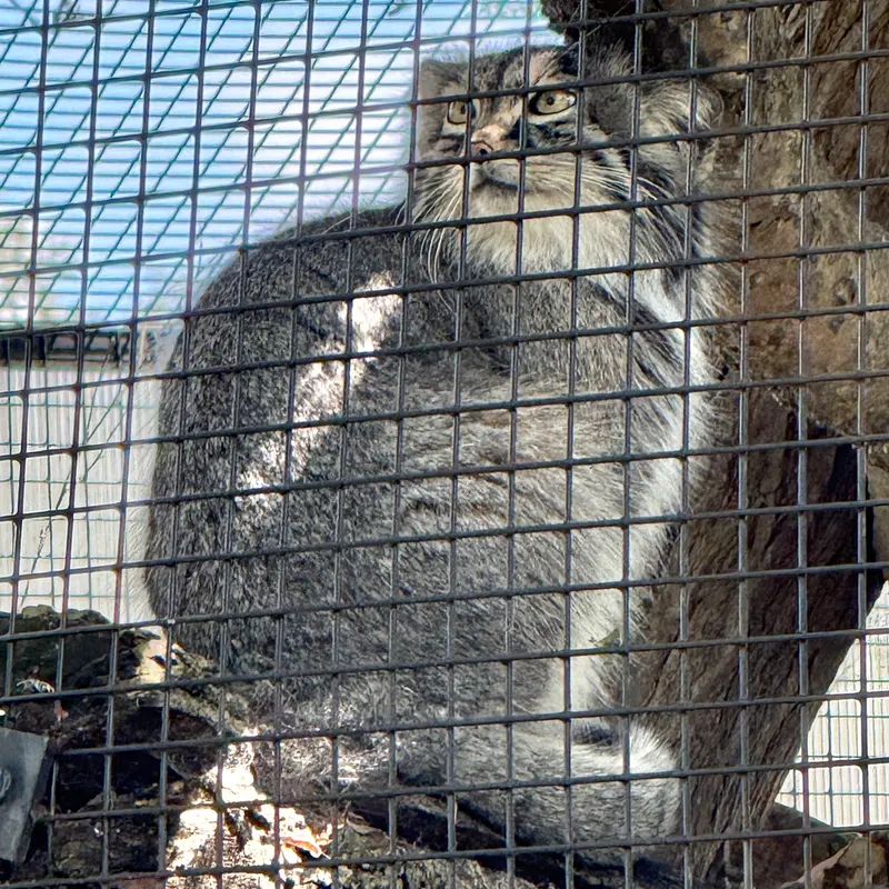 ニアイビ動物園のイーヴィーの写真