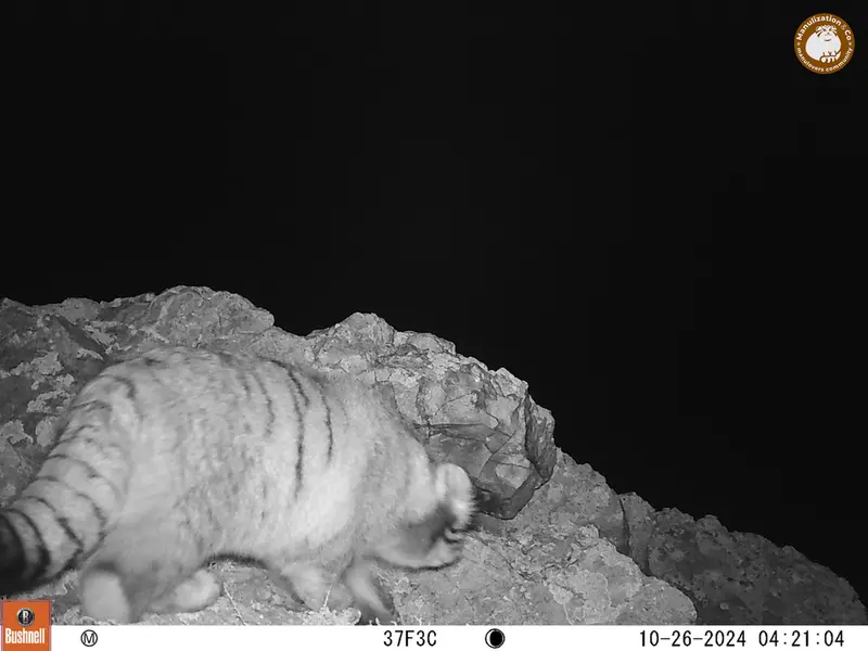 ベッショキー1カメラトラップで撮影したOtocolobus manul manulの写真