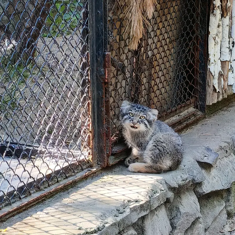 ノヴォシビルスク動物園のイヴの子（2026年生まれ）Ⅰの写真