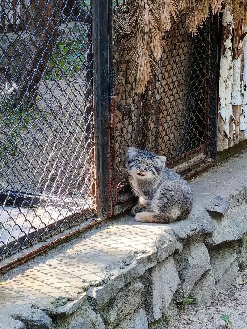 ノヴォシビルスク動物園のイヴの子（2026年生まれ）Ⅰの写真