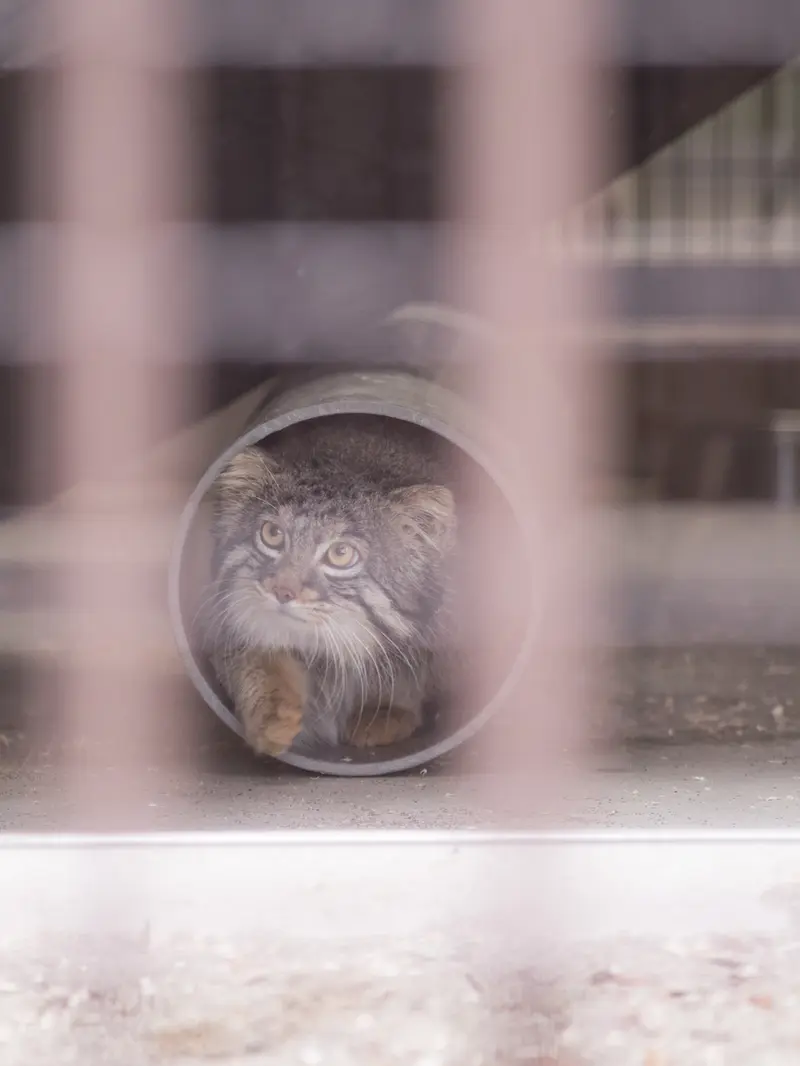 野毛山動物園のフィーガの写真