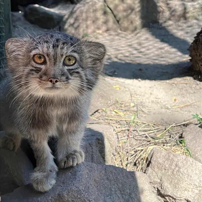 ブダペスト動物園・植物園のボリス Ⅱの写真
