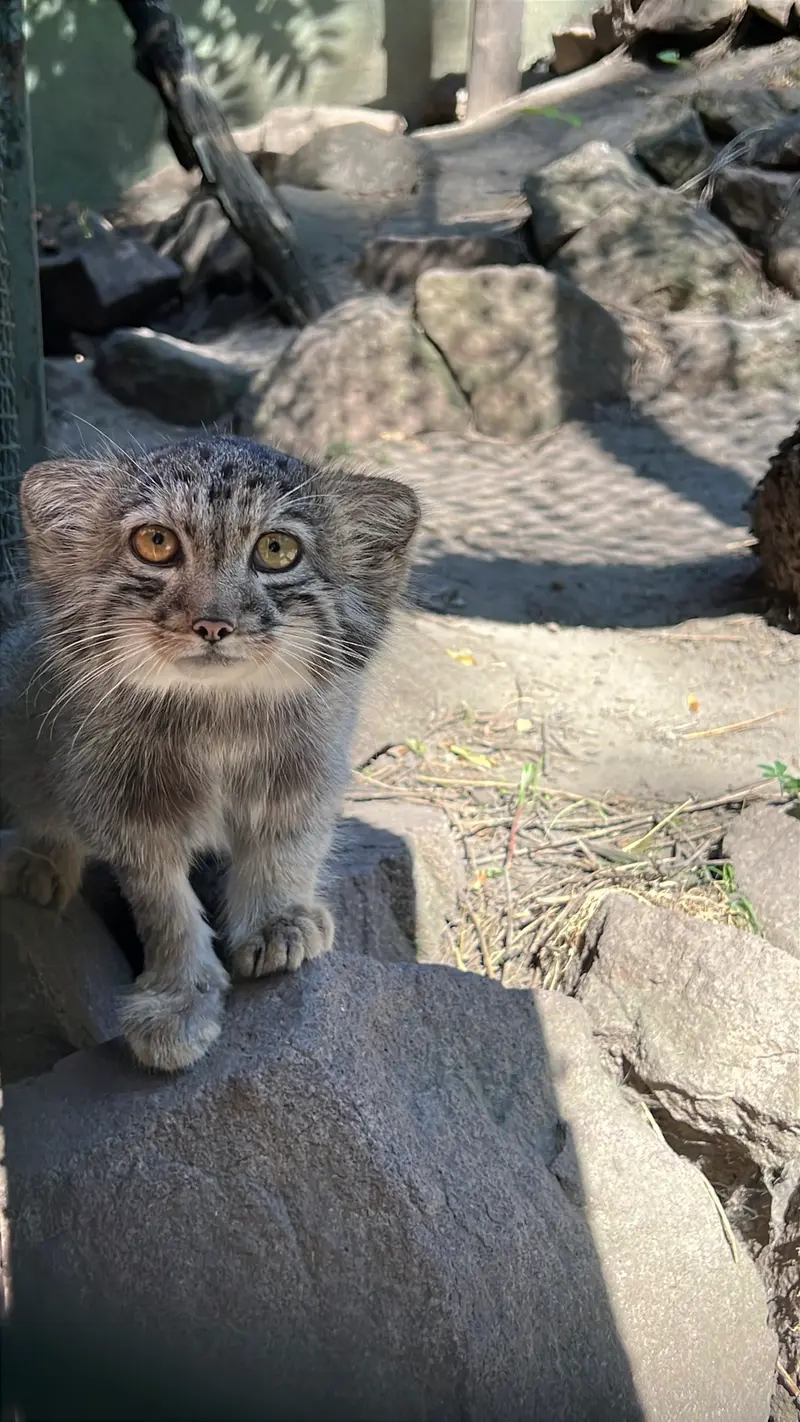 ブダペスト動物園・植物園のボリス Ⅱの写真