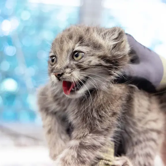 コルケアサーリ動物園のサイミの写真