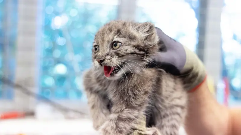 コルケアサーリ動物園のサイミの写真