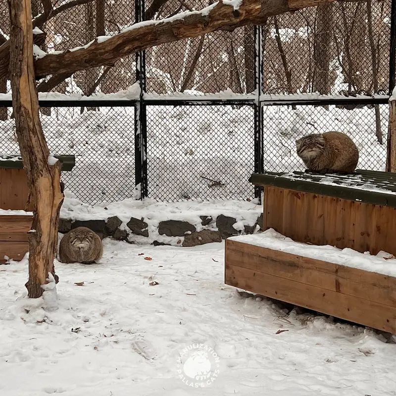 ノヴォシビルスク動物園のミアとジョージの写真