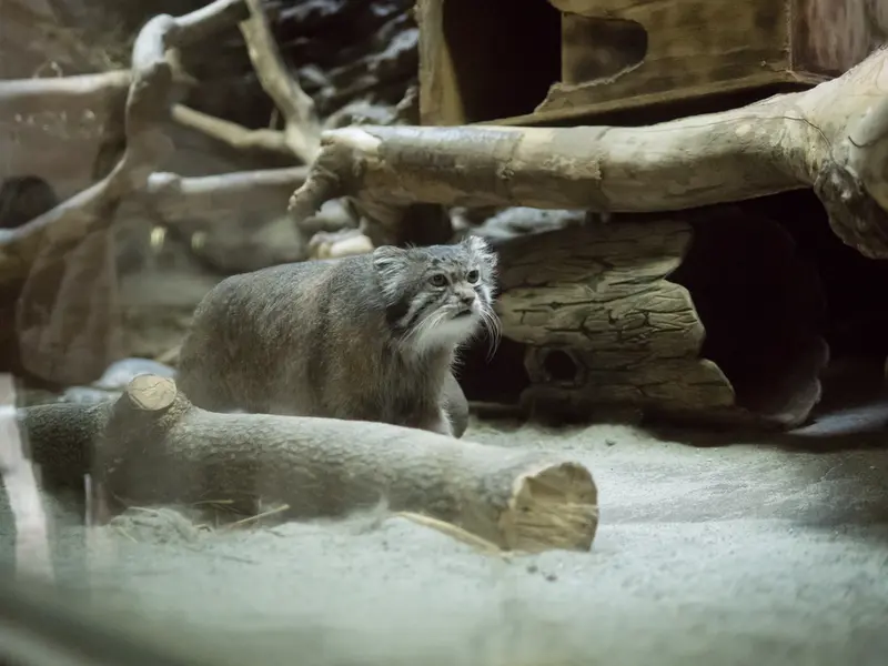 恩賜上野動物園のクリョンの写真