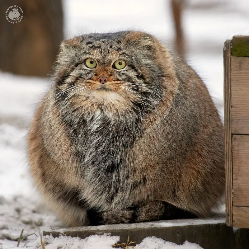 ノヴォシビルスク動物園のアデルの写真