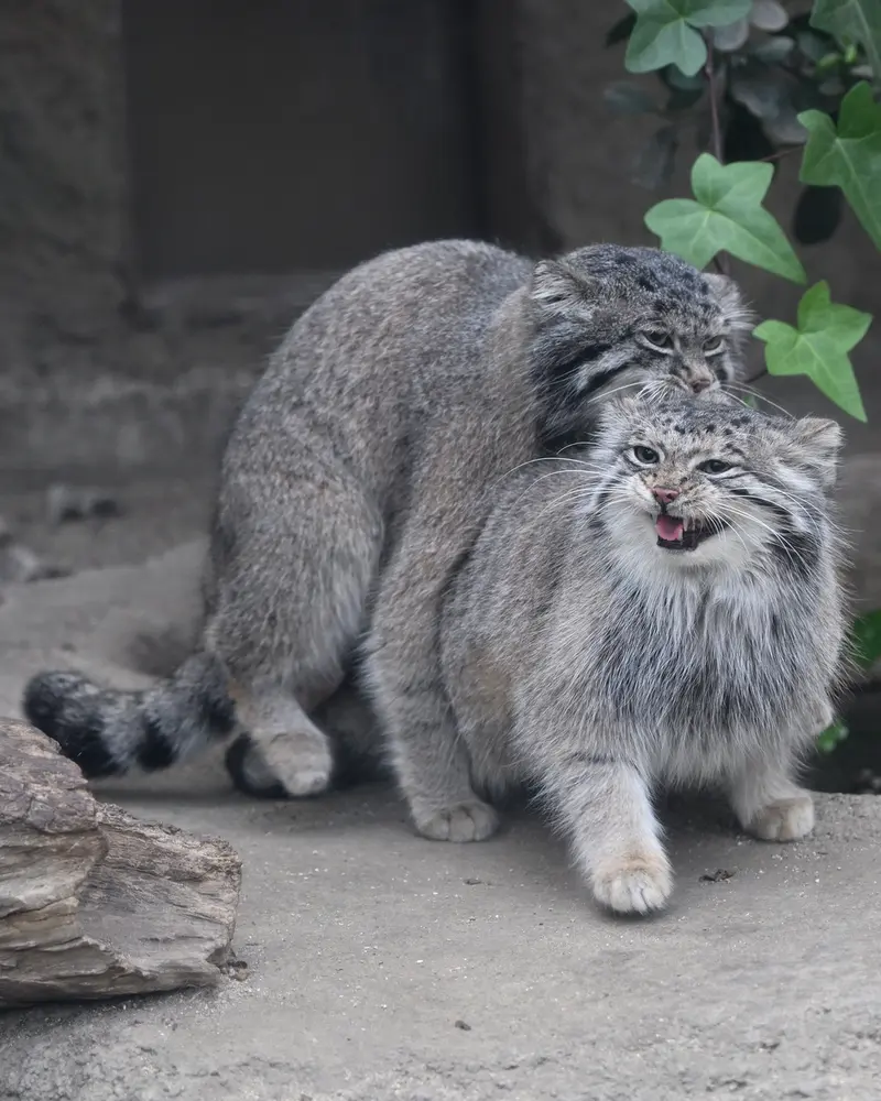 神戸どうぶつ王国のアズの写真