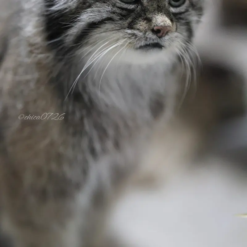 恩賜上野動物園のクリョンの写真