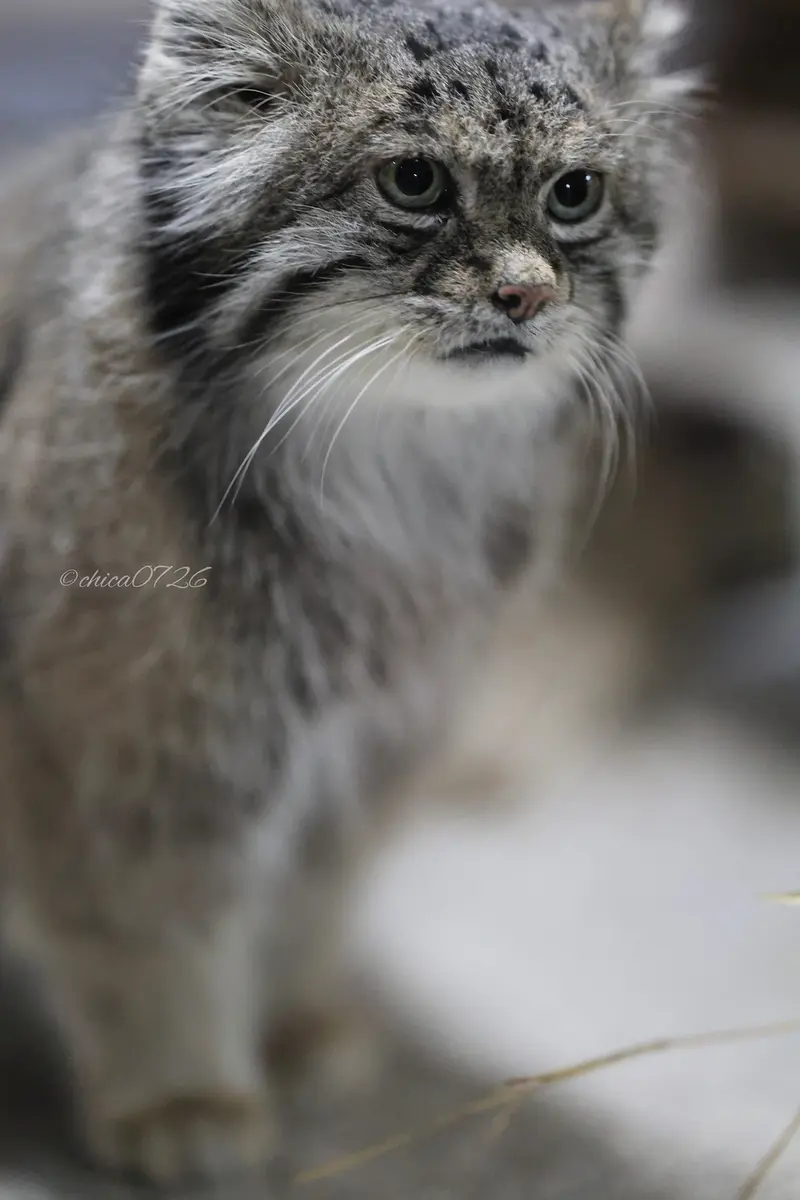 恩賜上野動物園のクリョンの写真