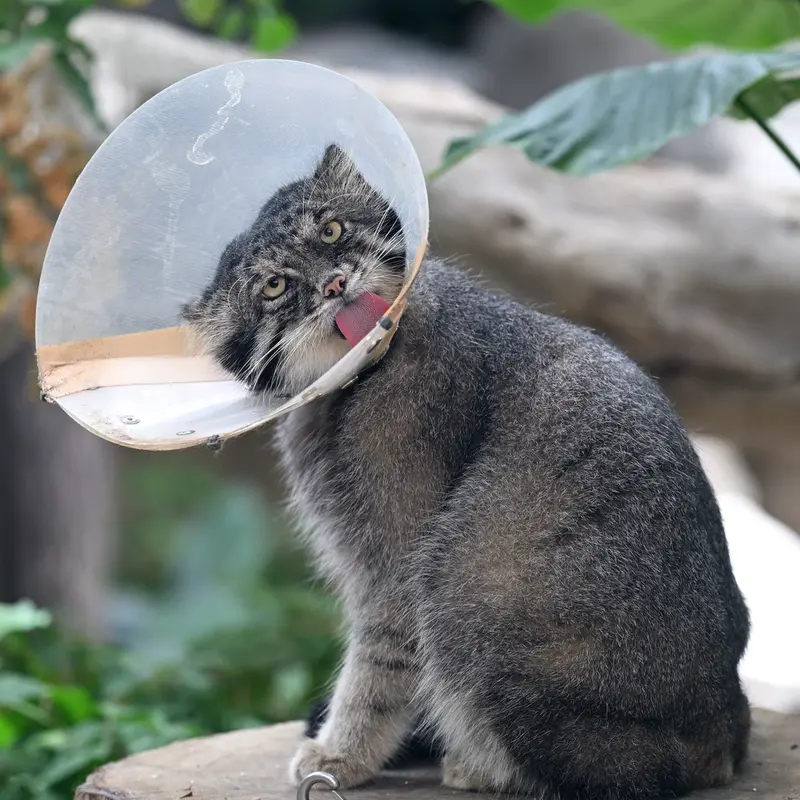 神戸どうぶつ王国のナルの写真