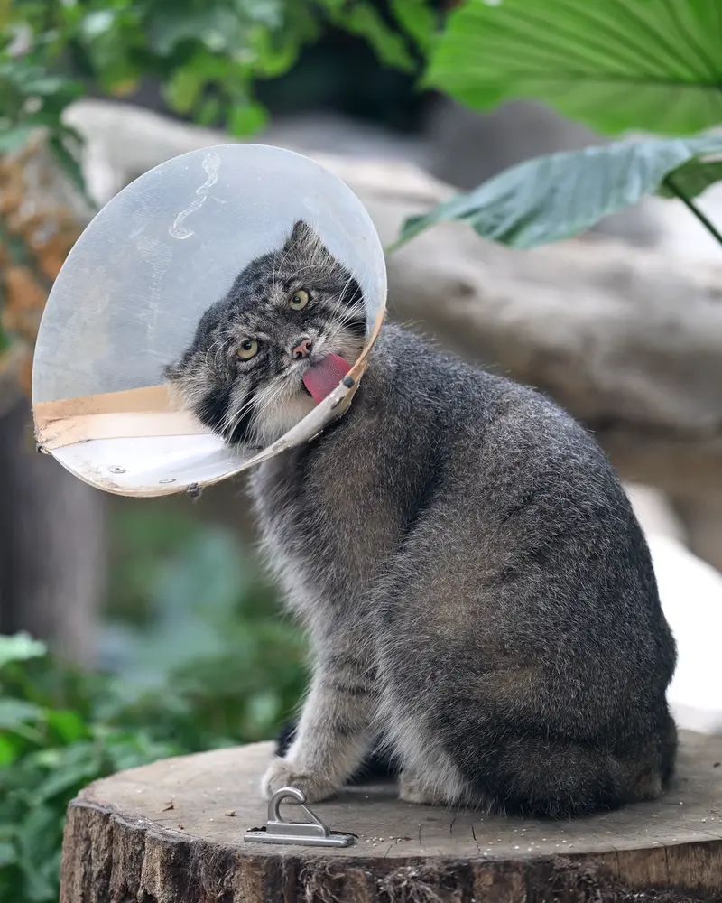 神戸どうぶつ王国のナルの写真