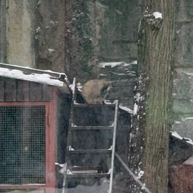 モスクワ動物園のティモフェイの写真