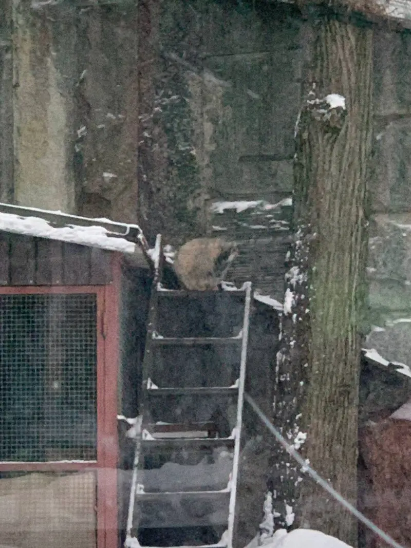 モスクワ動物園のティモフェイの写真