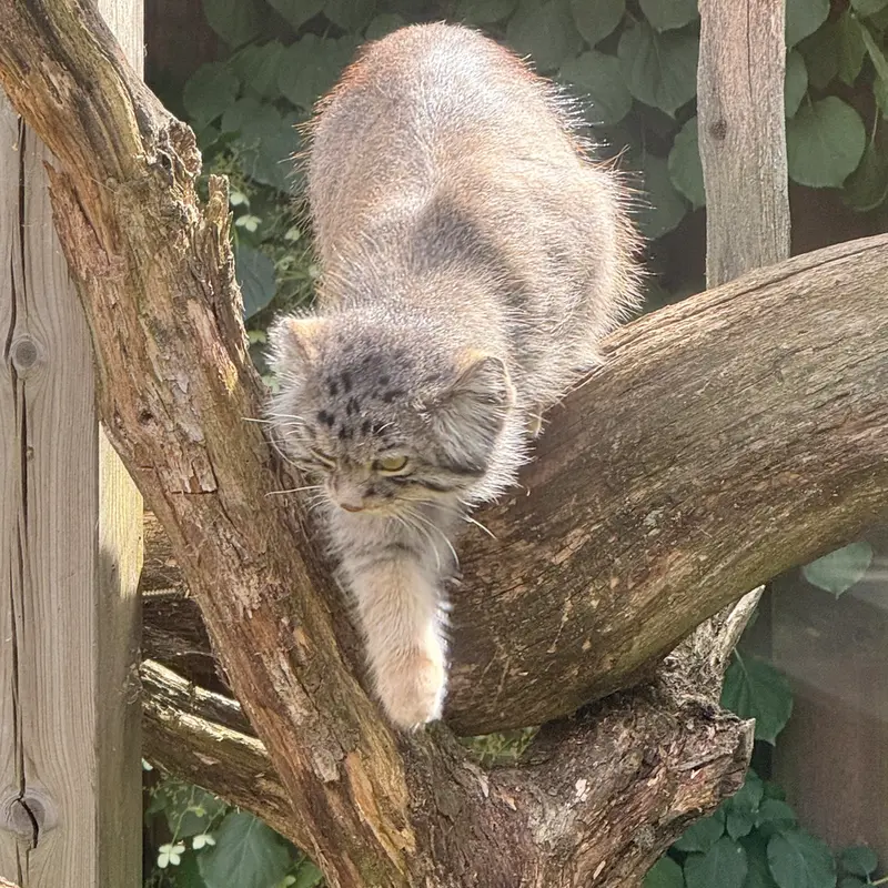 タリン動物園のマーズの写真