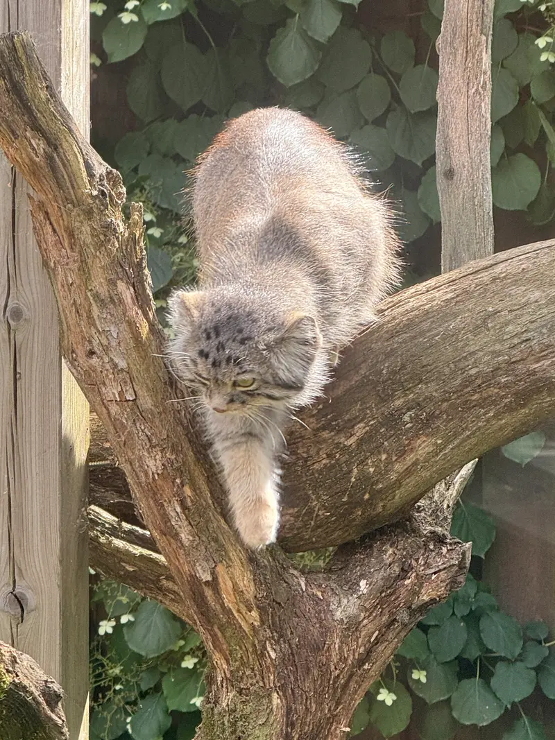 タリン動物園のマーズの写真