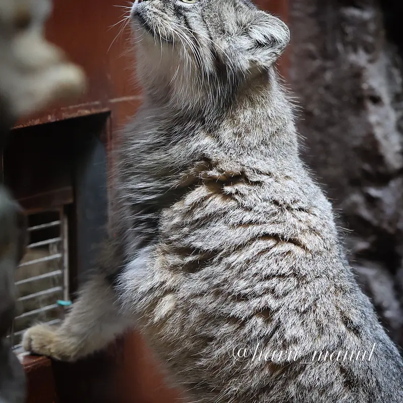 恩賜上野動物園のプリームラの写真