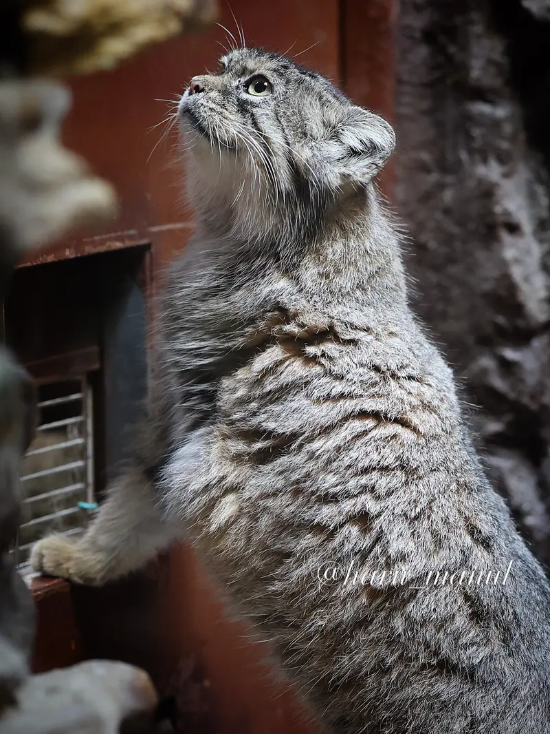 恩賜上野動物園のプリームラの写真