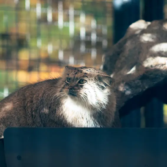 リトアニア動物園のメリッサの写真