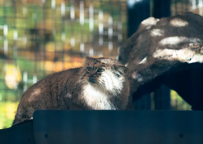 リトアニア動物園のメリッサの写真