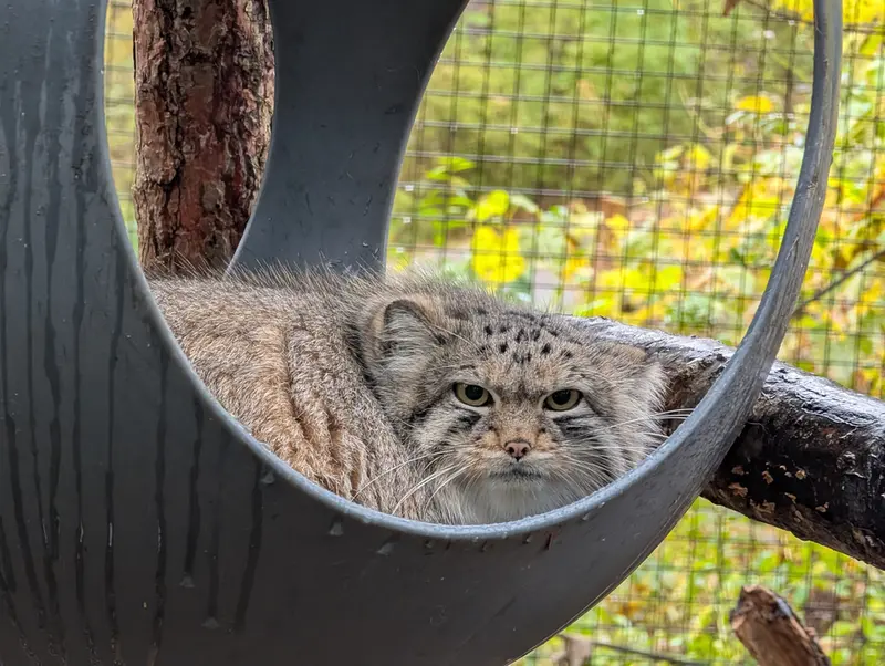 オグルベイ・グッド動物園のブリーの写真