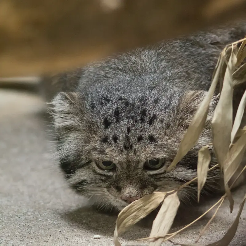 恩賜上野動物園のクリョンの写真