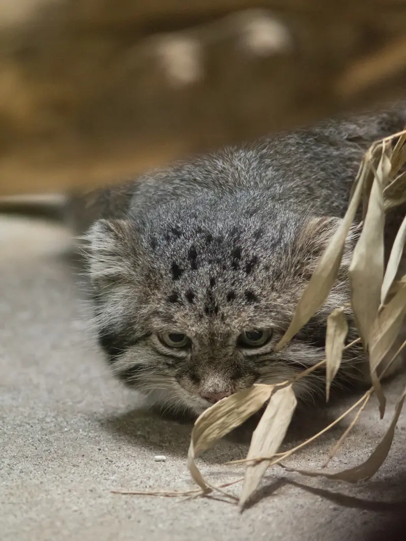 恩賜上野動物園のクリョンの写真