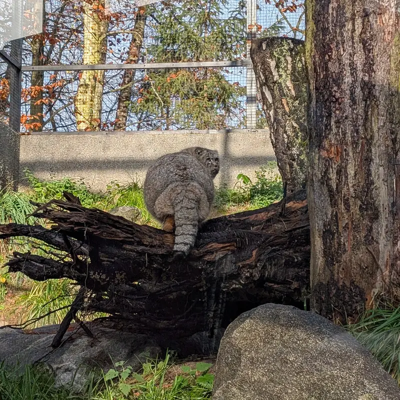グダニスク動物園のマヌエルの写真