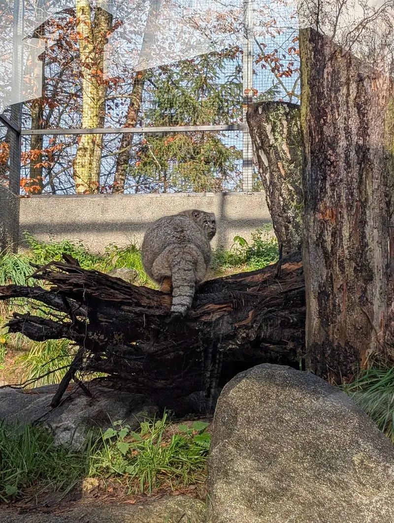 グダニスク動物園のマヌエルの写真