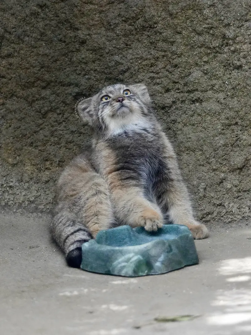 神戸どうぶつ王国のサンの写真