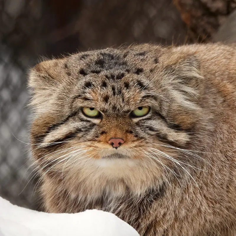 ノヴォシビルスク動物園のマヌルネコのジョージ
