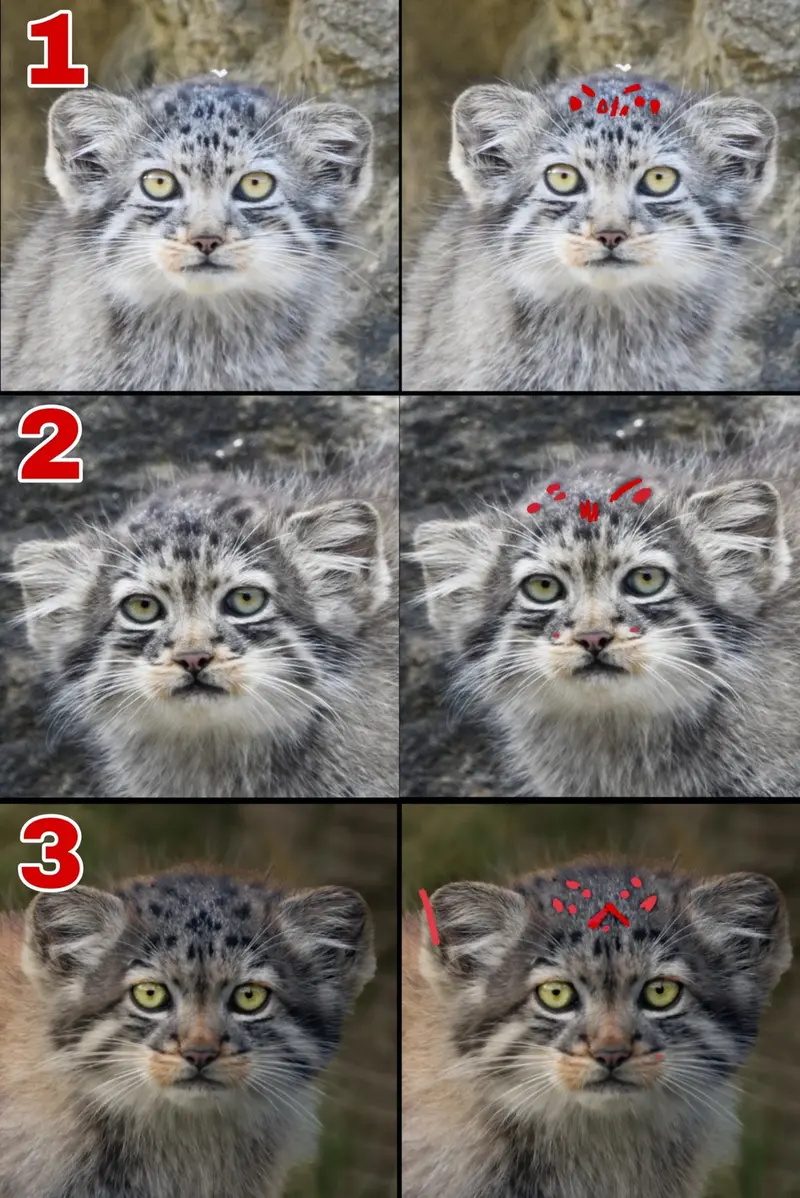 マヌルネコの写真