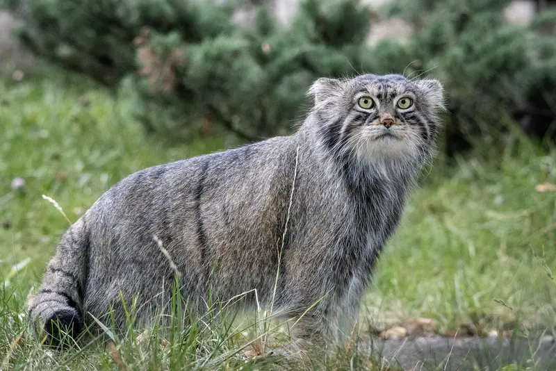 モスクワ動物園のティモフェイの写真