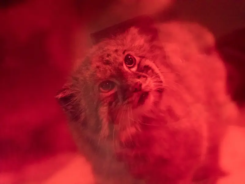 恩賜上野動物園のナイマの写真