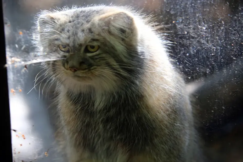 コシツェ動物園のアイセンの写真