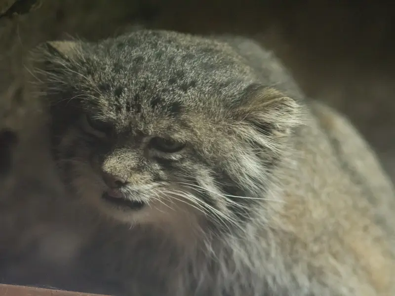 恩賜上野動物園のクリョンの写真